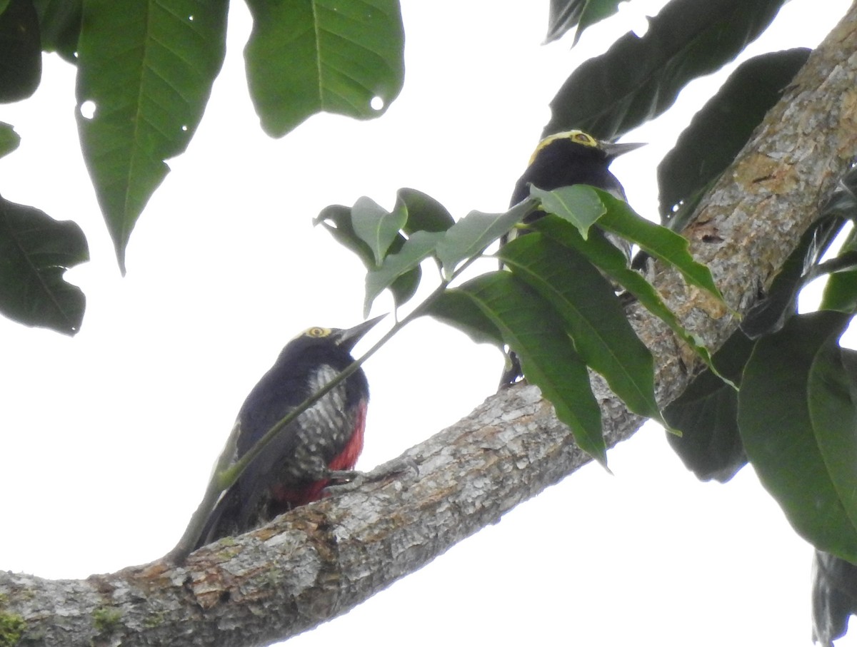 Yellow-tufted Woodpecker - ML647273910