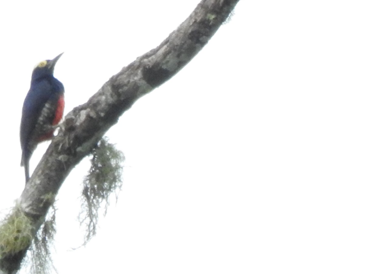 Yellow-tufted Woodpecker - ML647273911