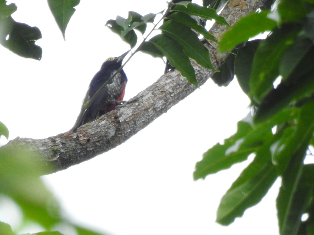 Yellow-tufted Woodpecker - ML647273912