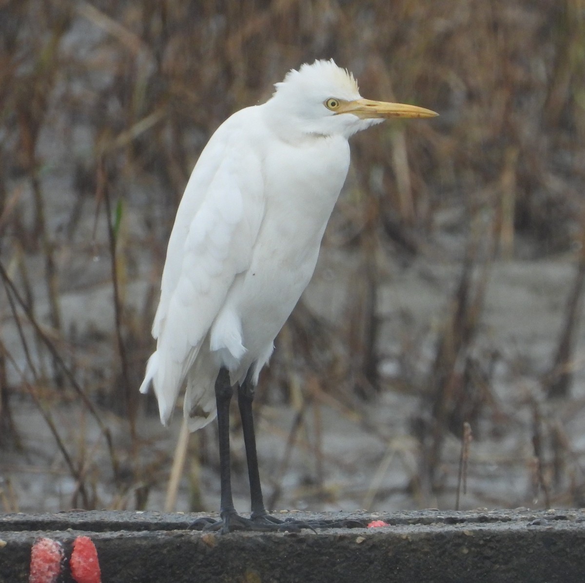 Eastern Cattle-Egret - ML647273913