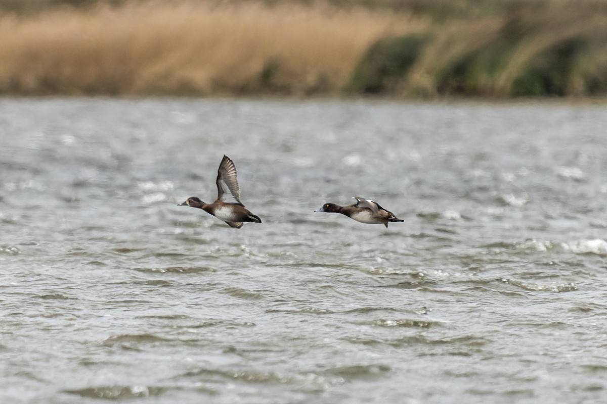 Ring-necked Duck - ML647273914