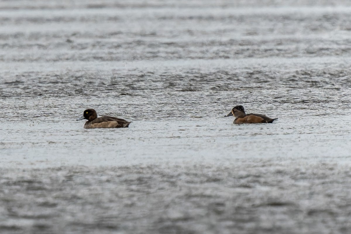 Ring-necked Duck - ML647273915