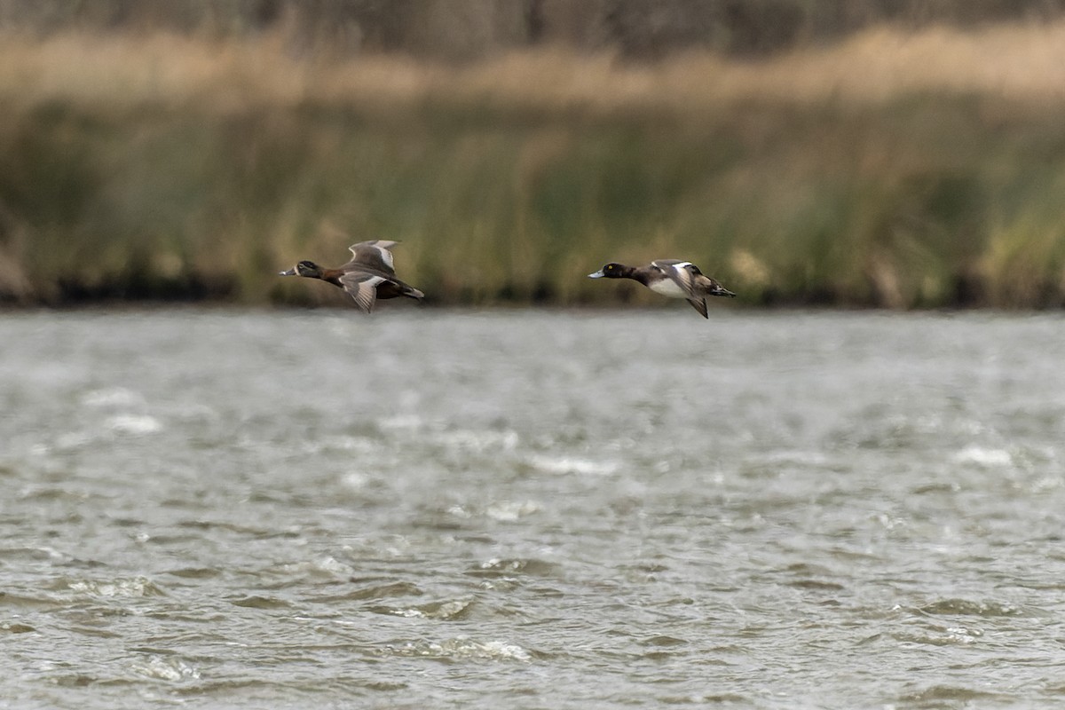 Ring-necked Duck - ML647273916