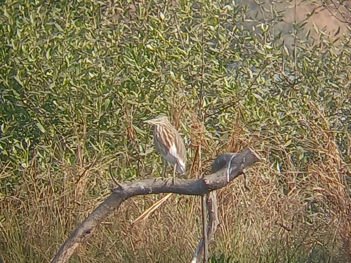 Indian Pond-Heron - ML647273917