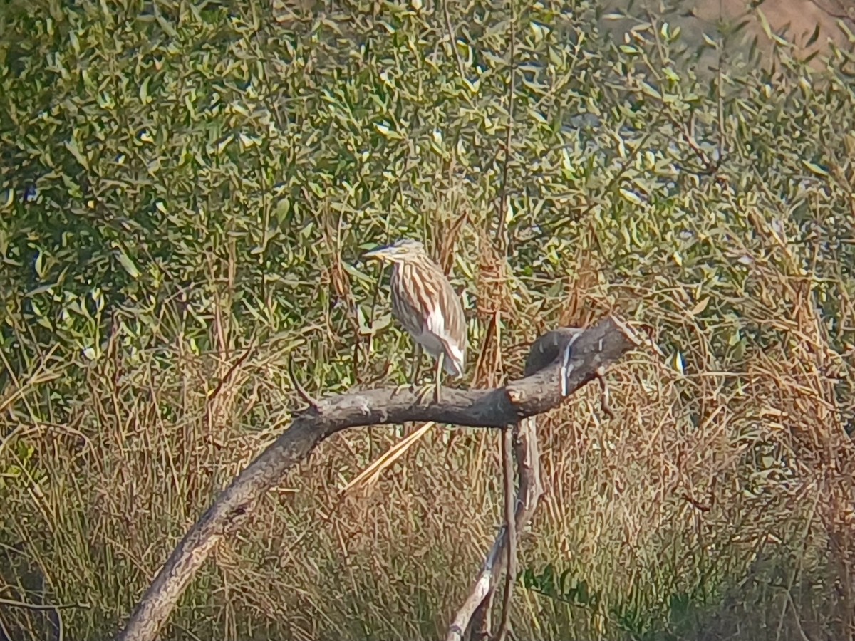 Indian Pond-Heron - ML647273918