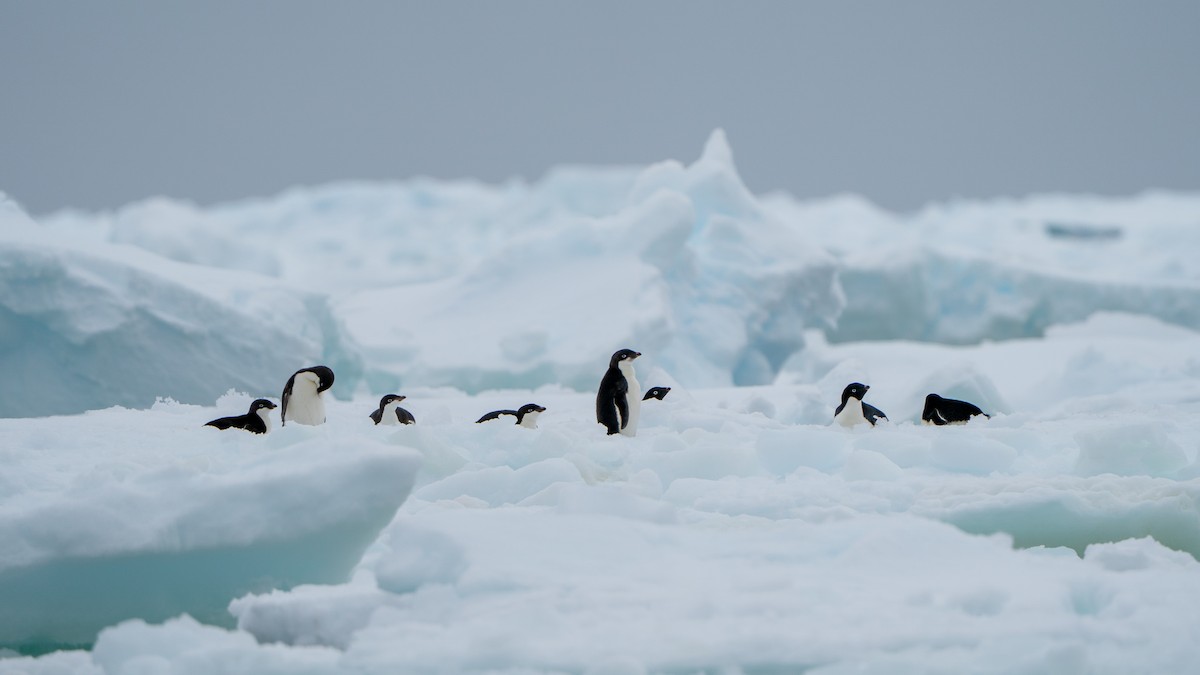 Adelie Penguin - ML647273919