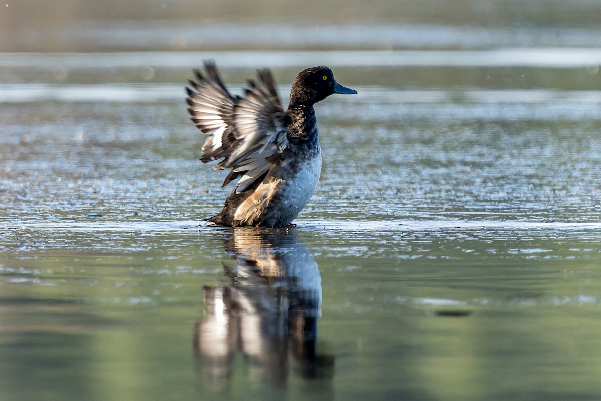 Tufted Duck - ML647273922