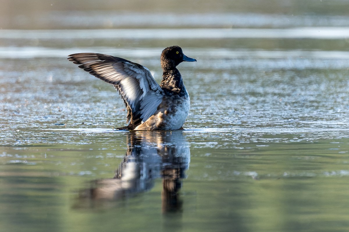 Tufted Duck - ML647273923