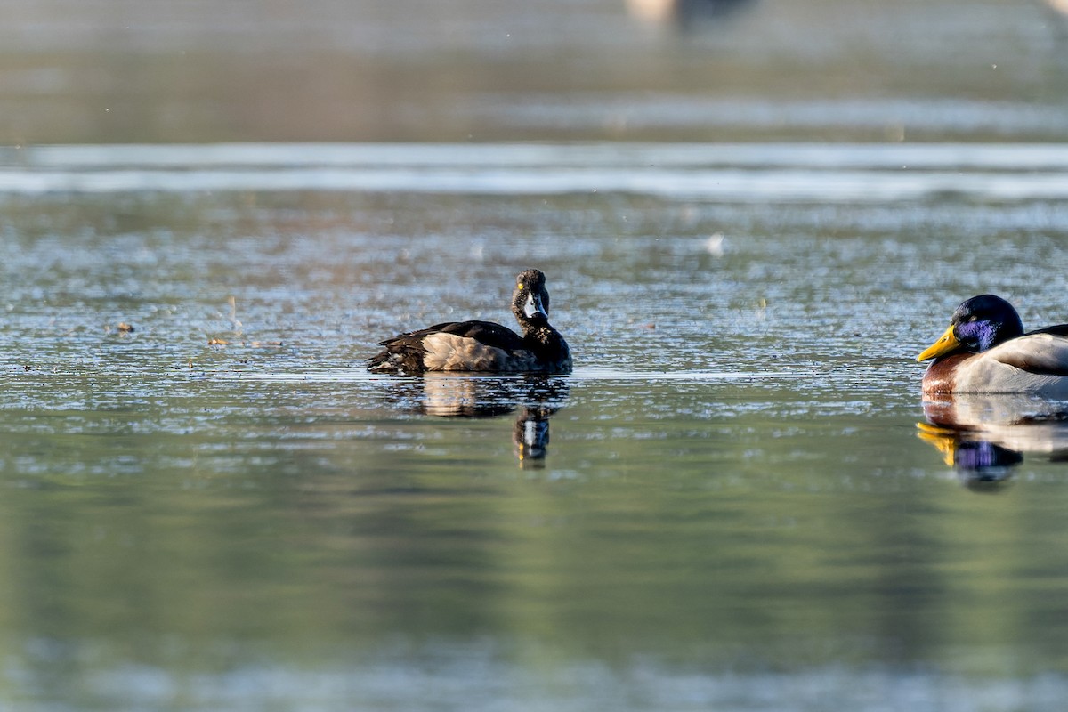 Tufted Duck - ML647273924