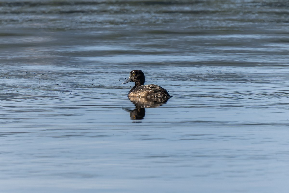 Tufted Duck - ML647273925