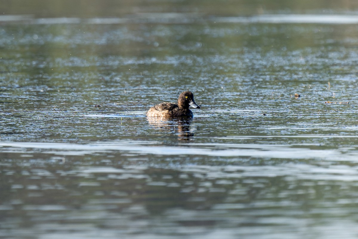 Tufted Duck - ML647273926