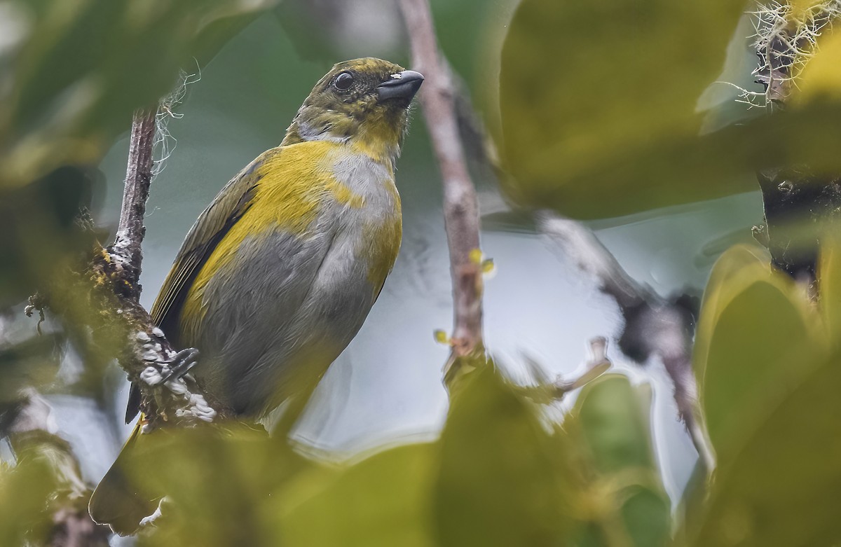 Yellow-throated Euphonia - ML647273930