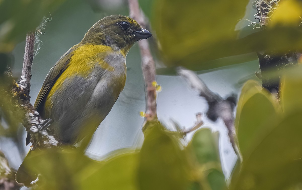Yellow-throated Euphonia - ML647273934