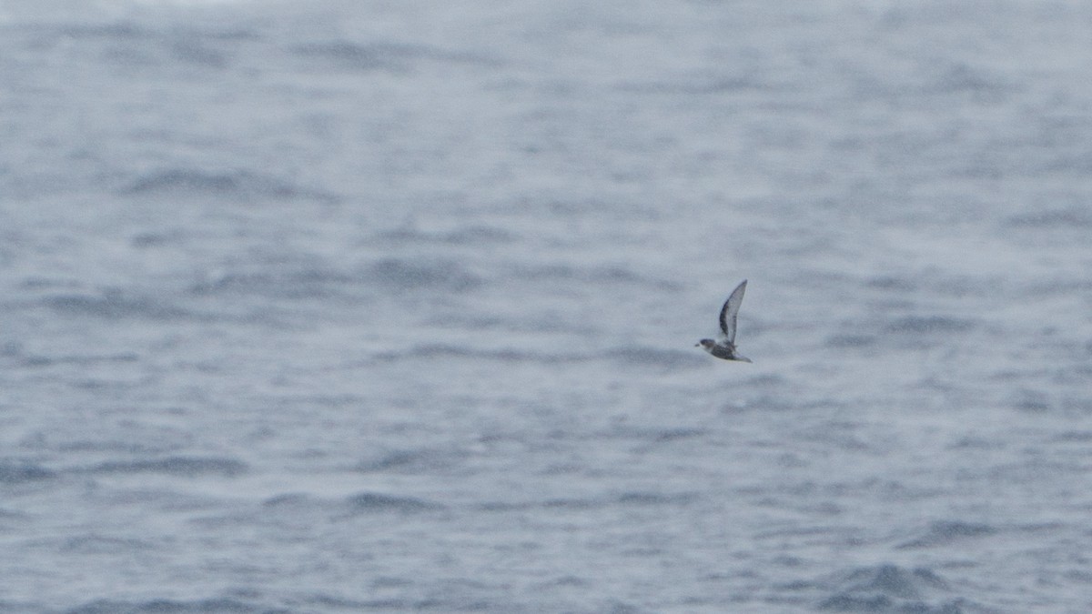 Pétrel maculé - ML647273938