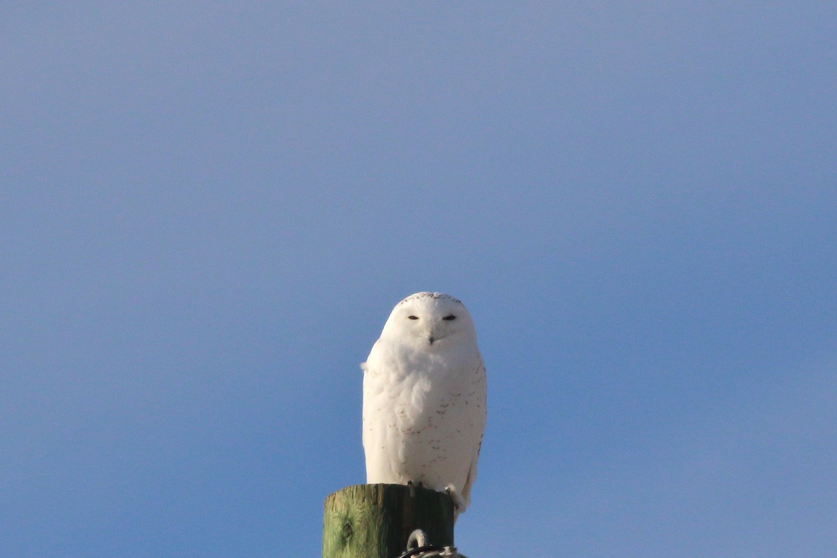 Snowy Owl - ML647273947
