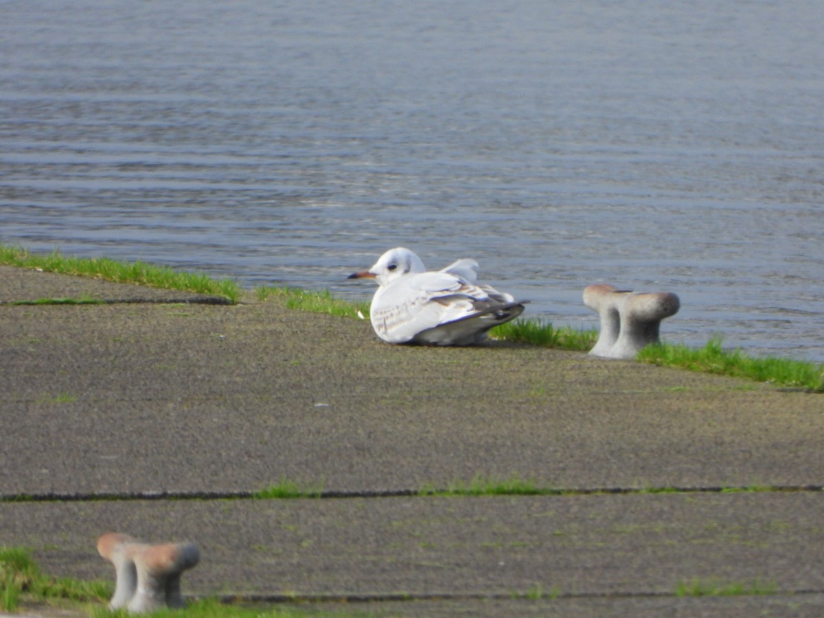 Black-headed Gull - ML647273951