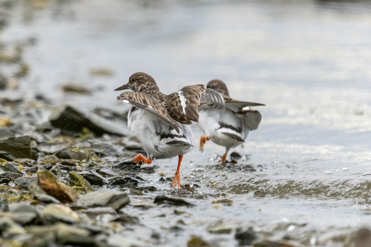 Steinwälzer - ML647273959