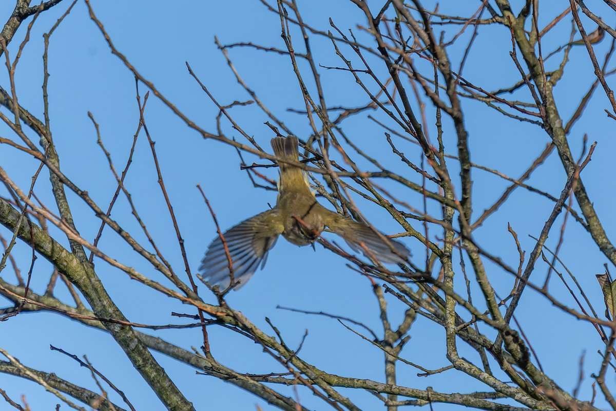 Common Chiffchaff - ML647273993