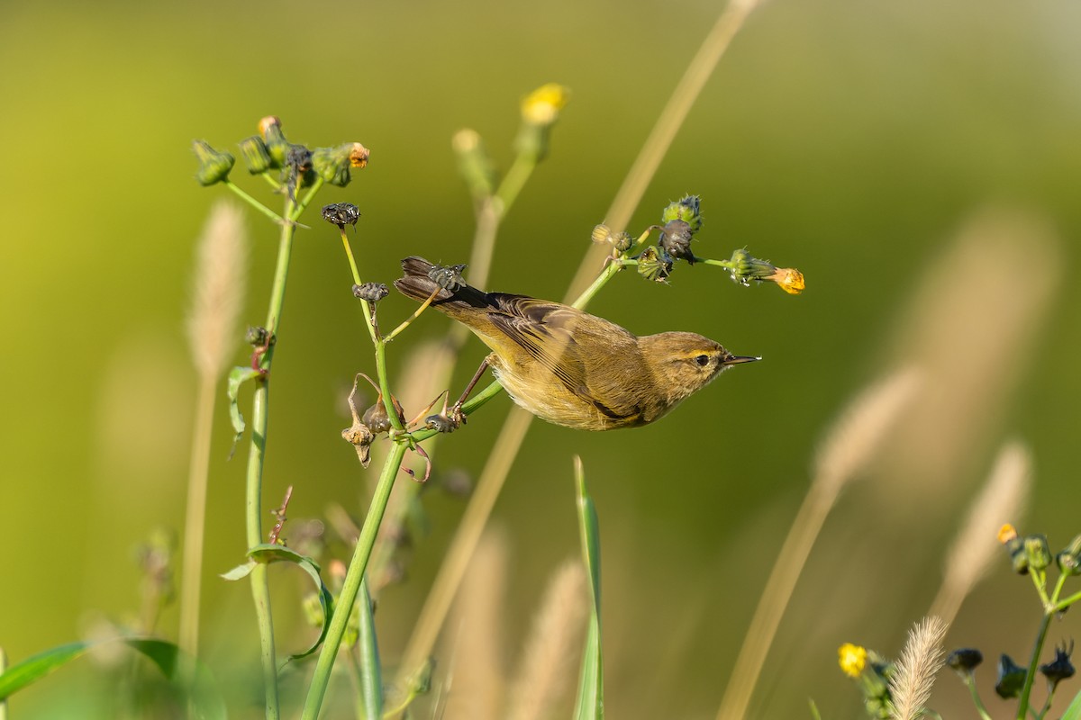 Common Chiffchaff - ML647273994