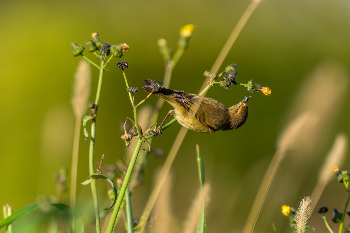 Common Chiffchaff - ML647273995
