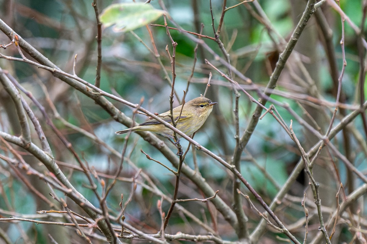 Common Chiffchaff - ML647273996