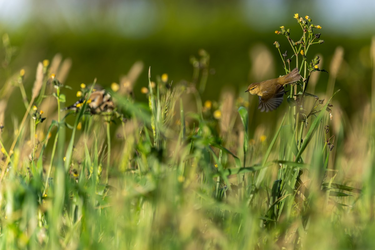 Common Chiffchaff - ML647273997