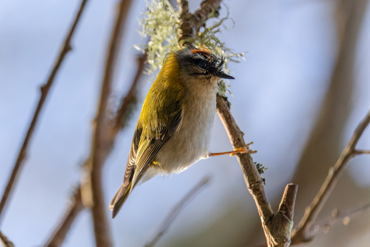 Common Firecrest - ML647274005