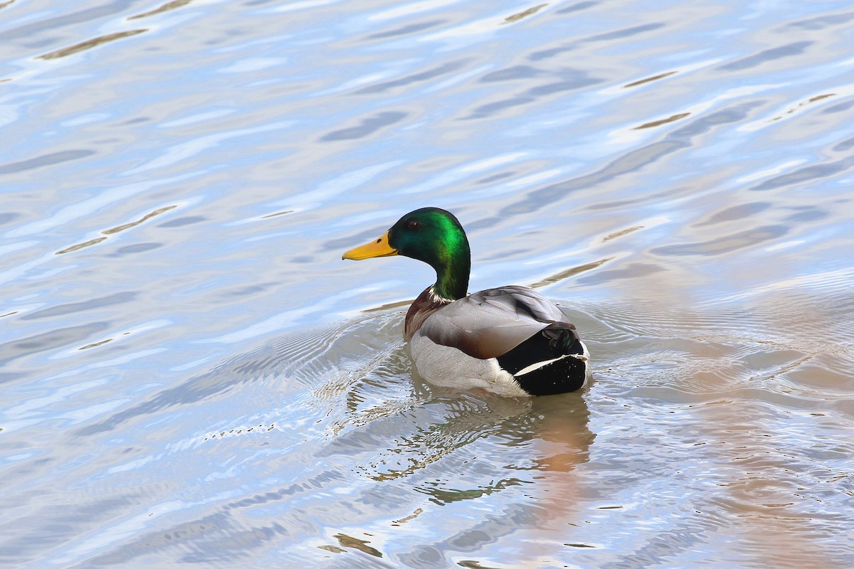 Mallard - ML647274007