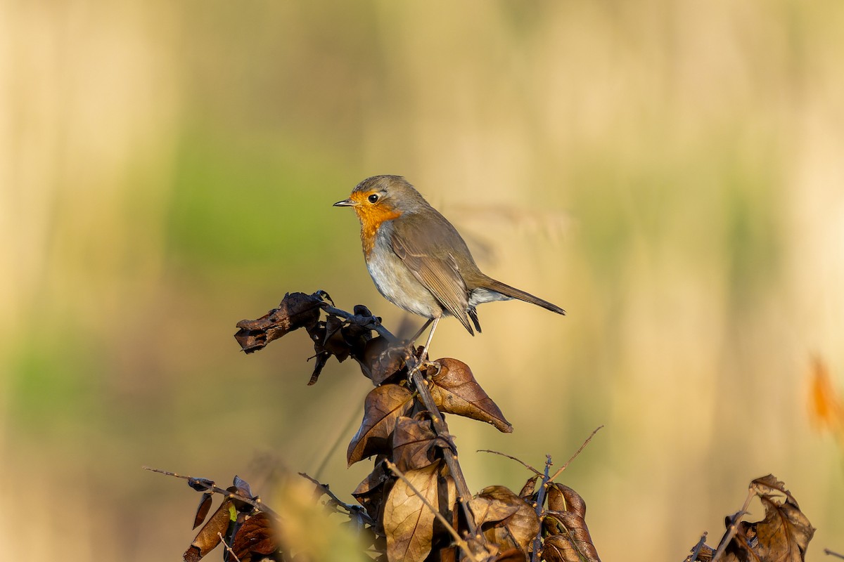 European Robin - ML647274008