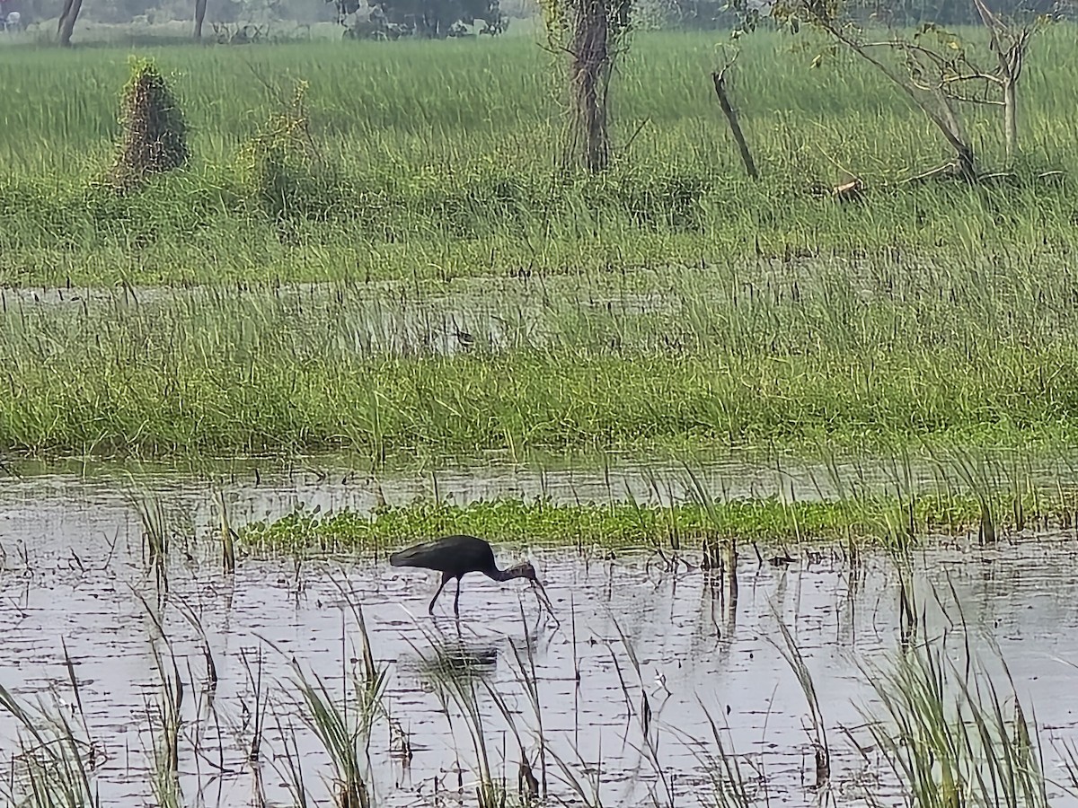Black-headed Ibis - ML647274009