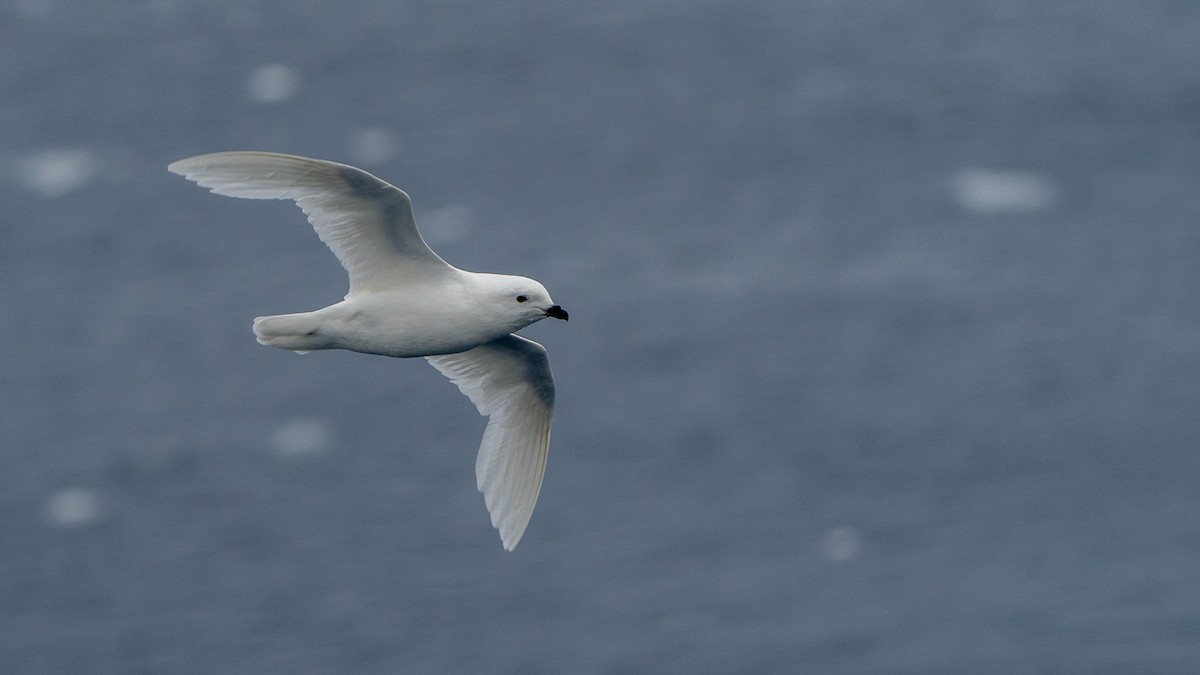 Snow Petrel - ML647274036