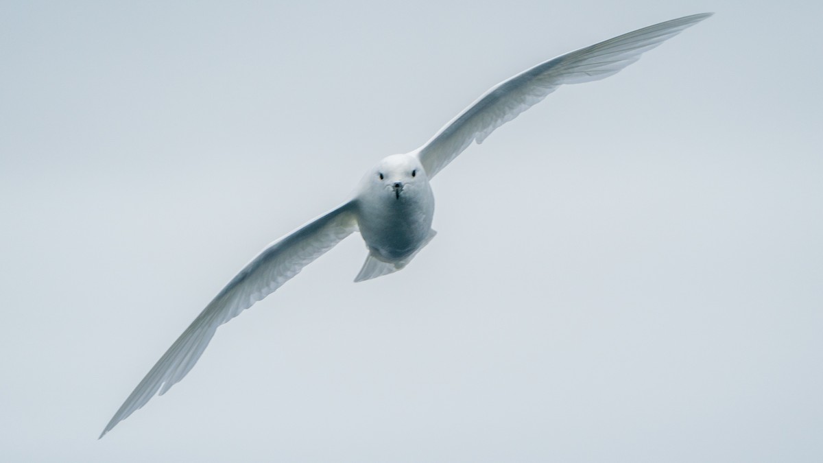 Snow Petrel - ML647274037