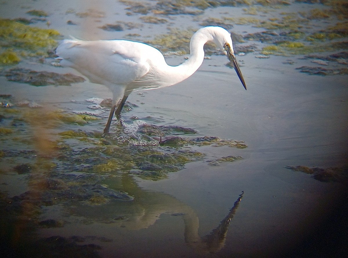 Little Egret - ML647274044