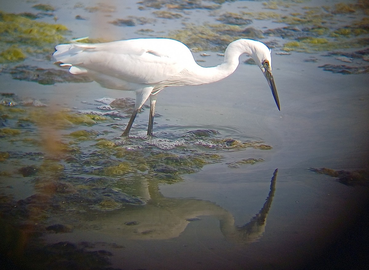 Little Egret - ML647274045