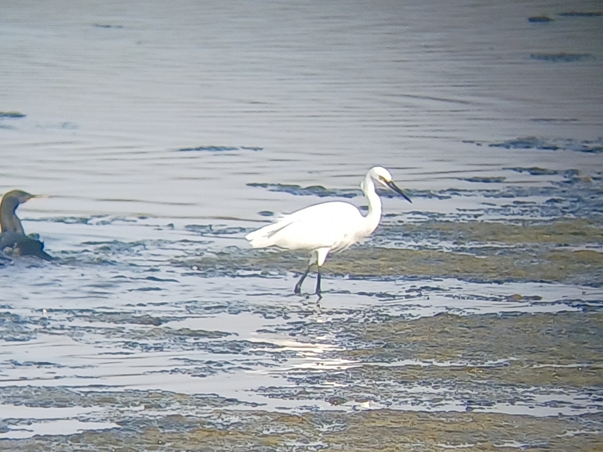 Little Egret - ML647274046