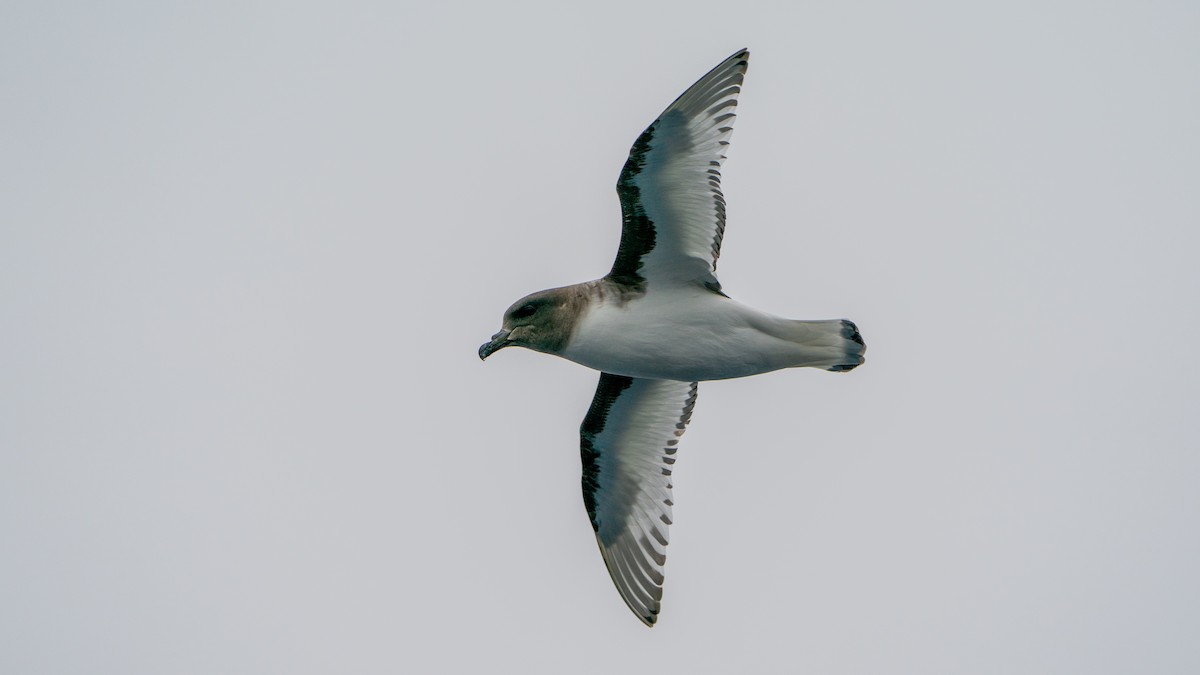 Antarctic Petrel - ML647274049