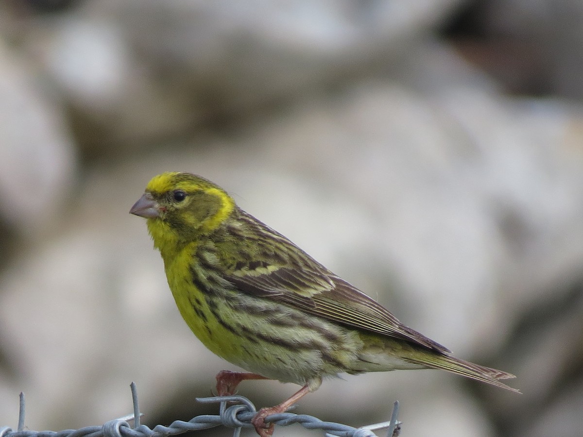 European Serin - ML647274050