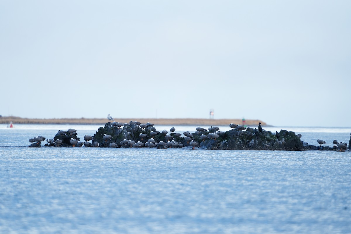 Emperor Goose - ML647274051