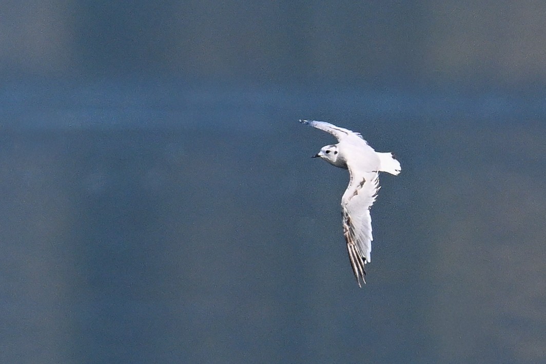 Little Gull - ML647274052