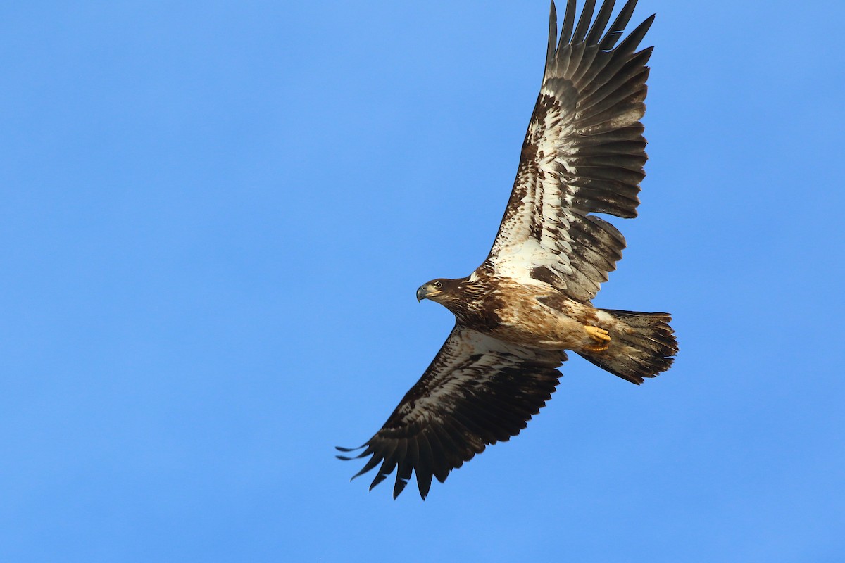 Bald Eagle - ML647274053
