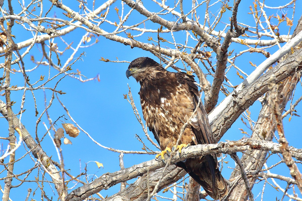Bald Eagle - ML647274054