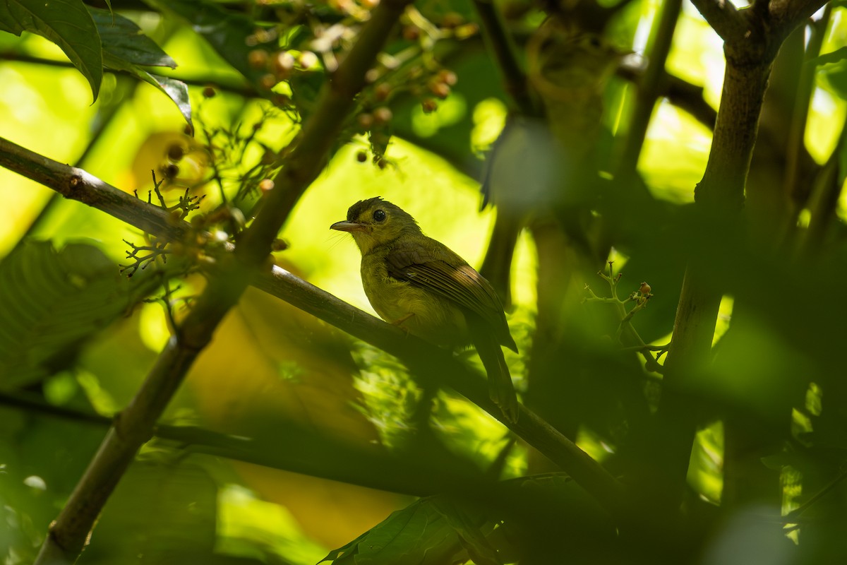 Hairy-backed Bulbul - ML647274055