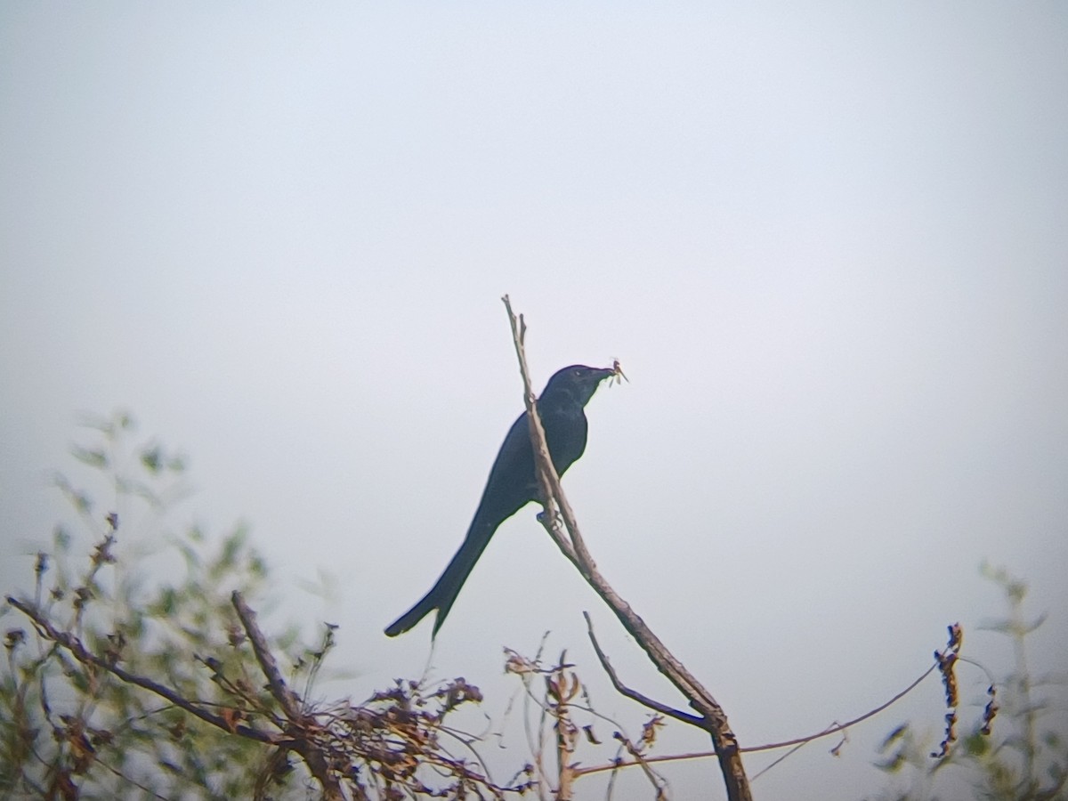 Black Drongo - ML647274056