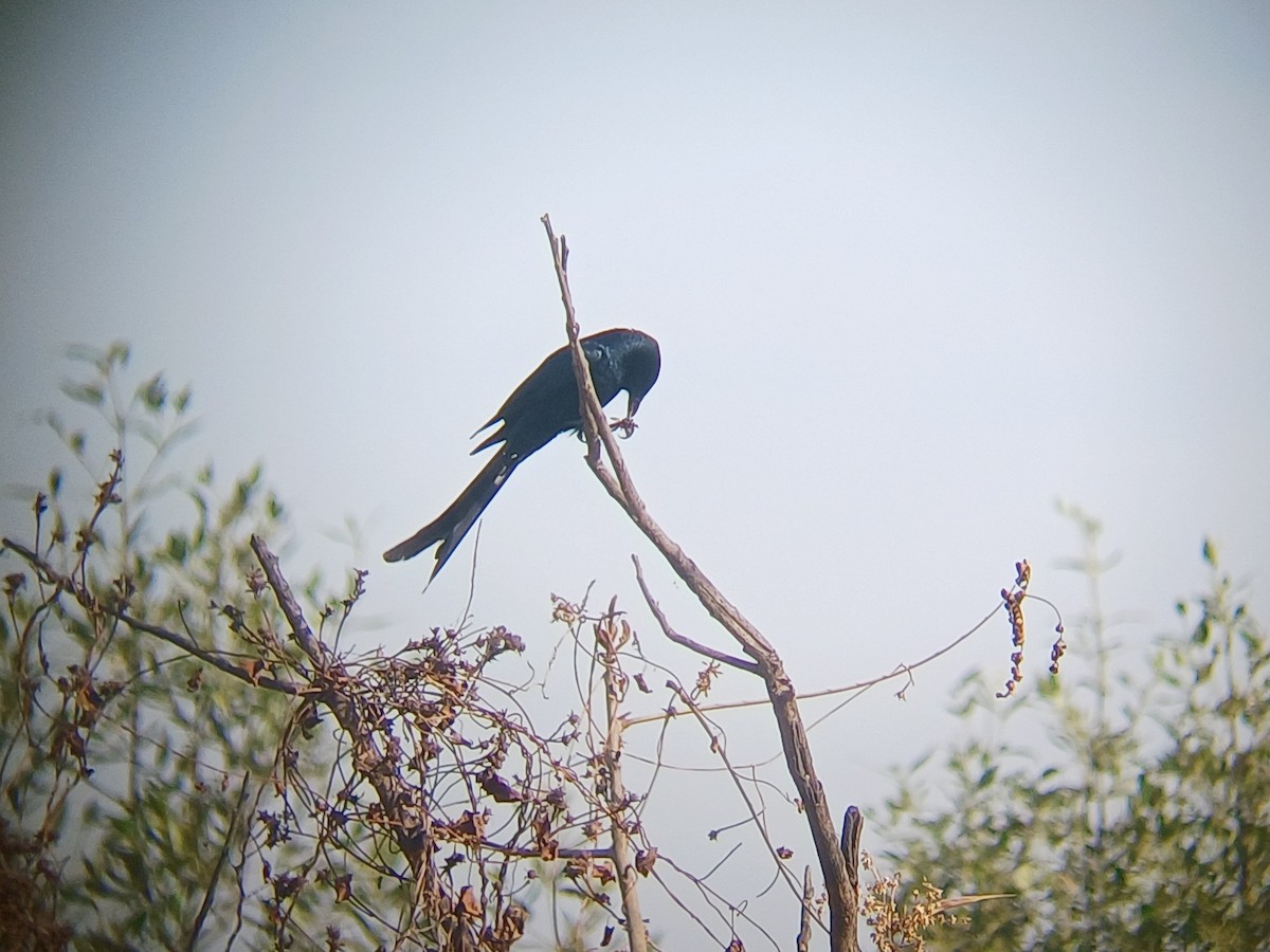 Black Drongo - ML647274057