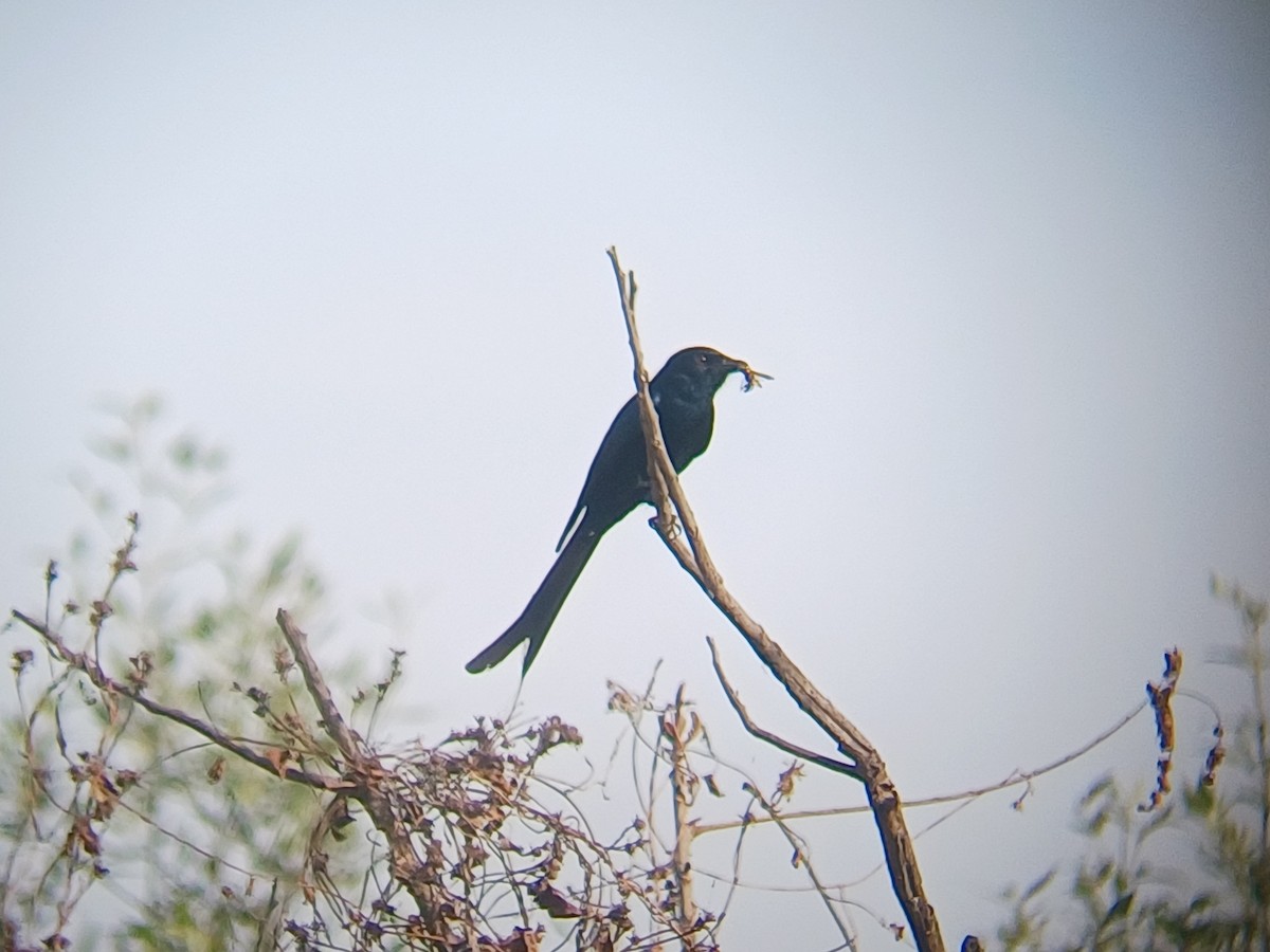 Black Drongo - ML647274058