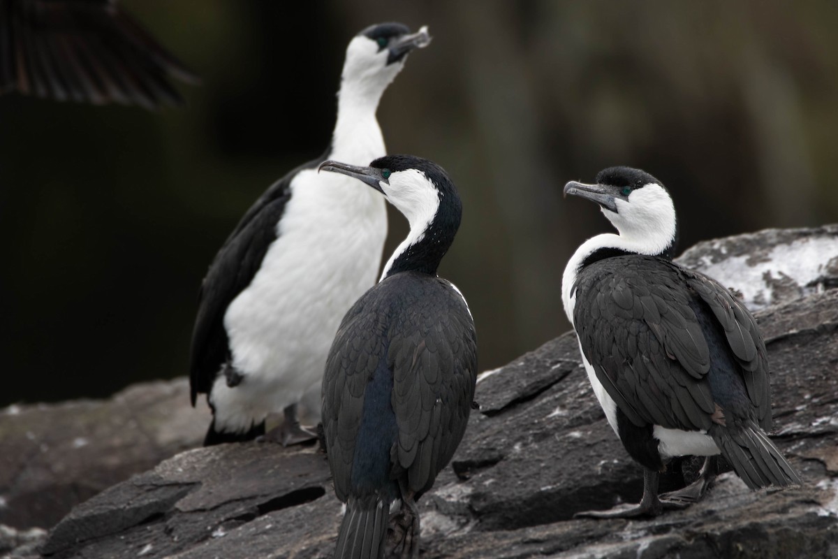 Little Black Cormorant - ML647274061