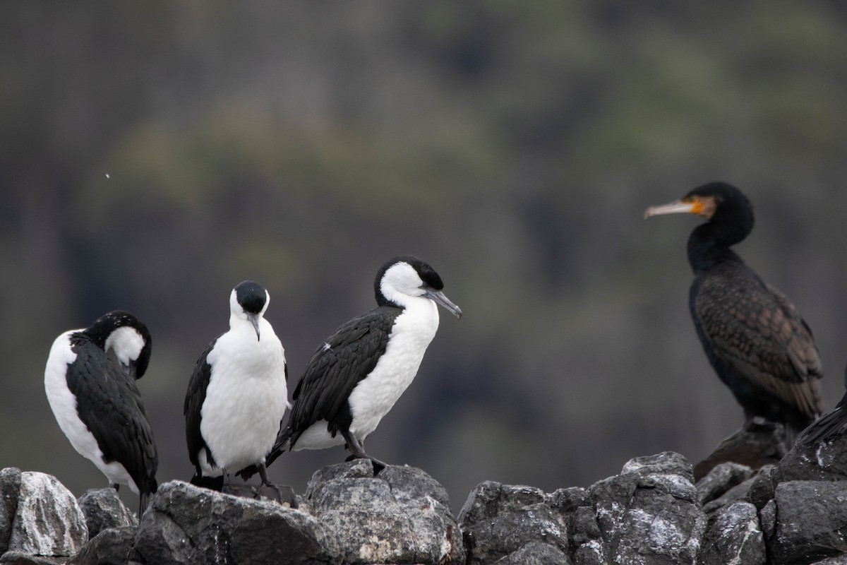 Little Black Cormorant - ML647274062