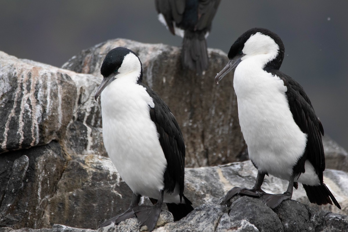 Little Black Cormorant - ML647274063