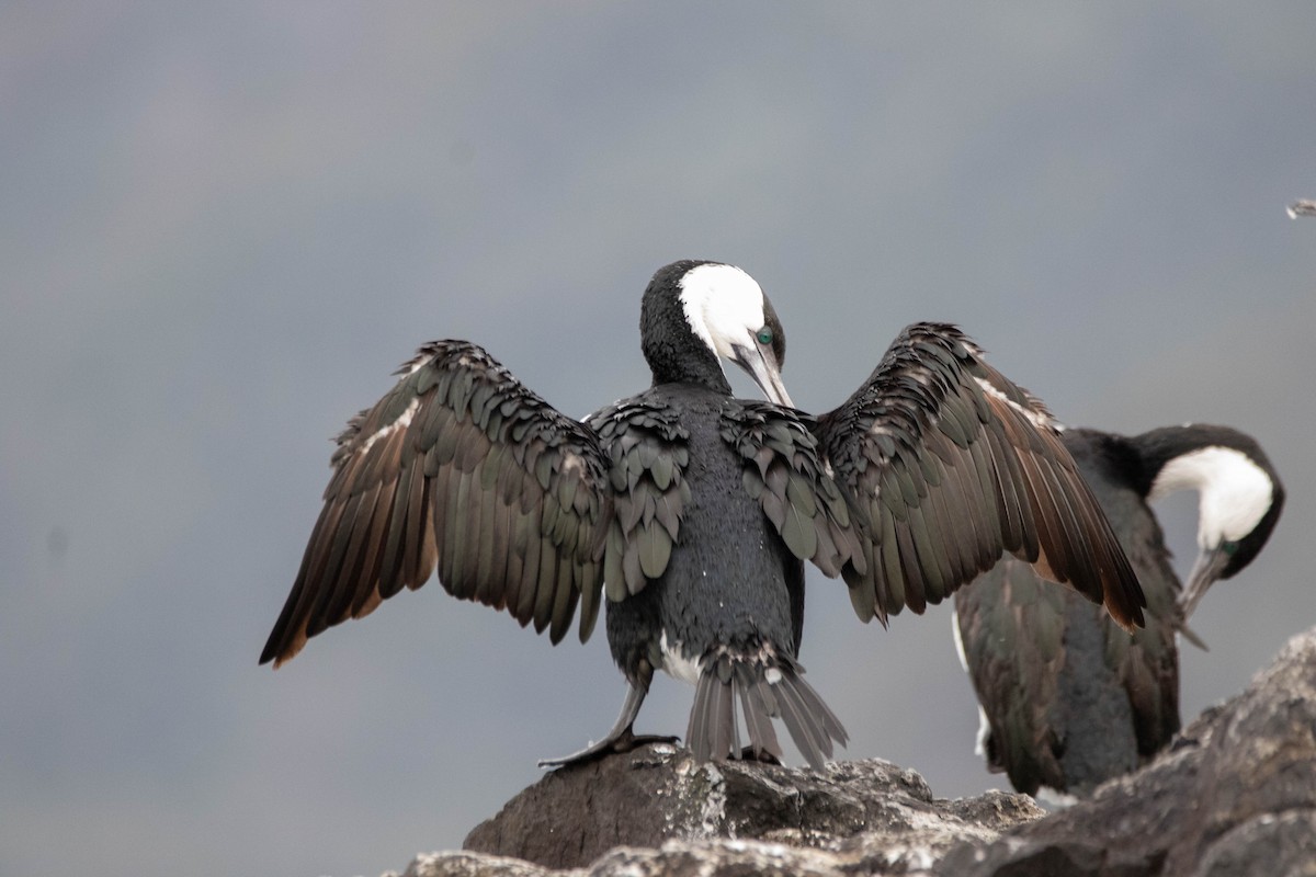 Little Black Cormorant - ML647274064