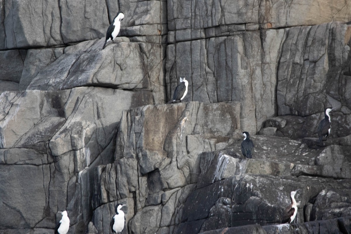 Little Black Cormorant - ML647274065